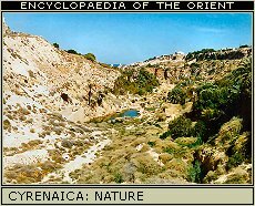 The forest of Wadi al-Kuf.