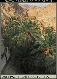 Date palms, Chebika, Tunisia