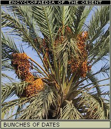 Bunches of dates