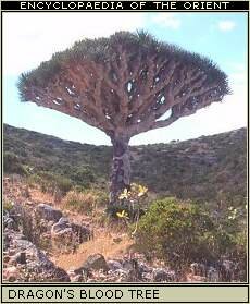 Socotra: Dragonæs Blood Tree