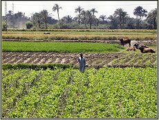 Fayoum city, Egypt.