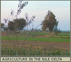 Nile Delta, Egypt.