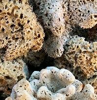 Natural sponges
